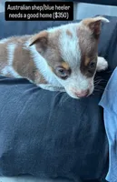 Doesn't have a name , a male Australian Shepherd for sale in Hemet, CA – Photo 1 of 5