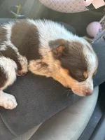 Doesn't have a name , a male Australian Shepherd for sale in Hemet, CA – Photo 5 of 5
