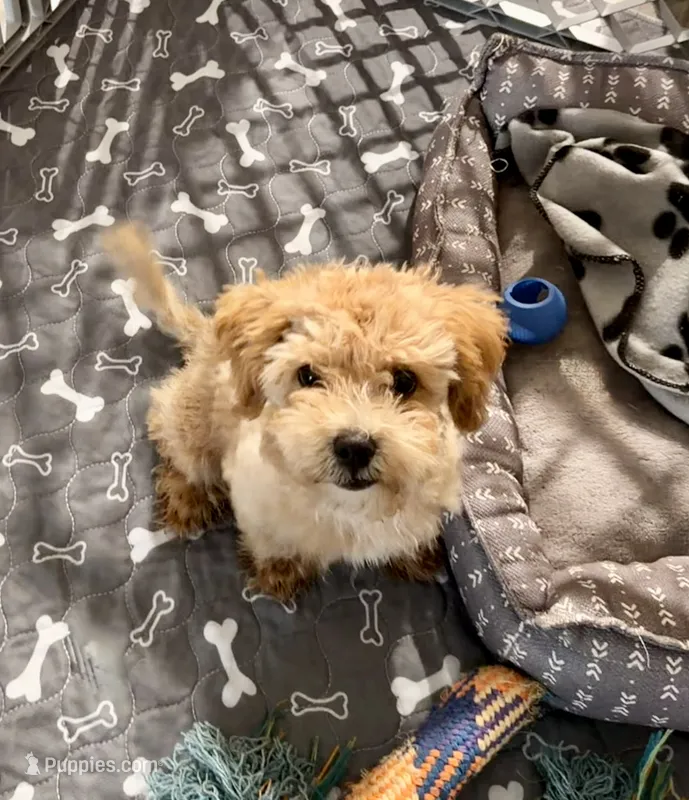 Que – Maltipoo puppy for sale in Mebane, NC