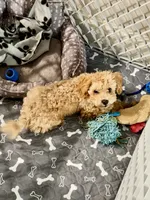 Que, a male Maltipoo for sale in Mebane, NC – 2 of 2