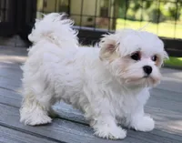 Bingo, a male Maltese for sale in Maysville, GA – 2 of 5