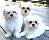 Bingo, a male Maltese for sale in Maysville, GA – 3 of 5