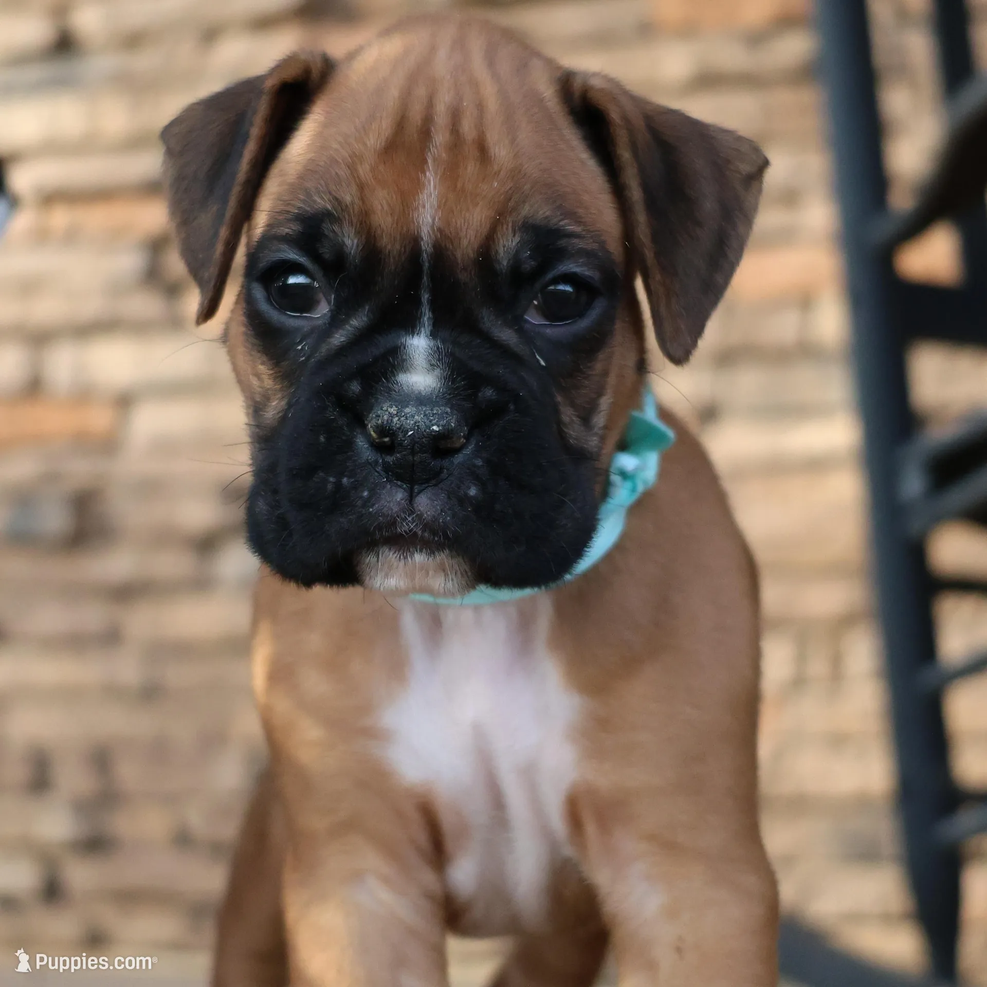 Baby Boy Blue, a male Boxer for sale in Maysville, GA – Photo 4 of 6