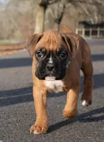 Baby Boy Blue, a male Boxer for sale in Maysville, GA – Photo 2 of 6