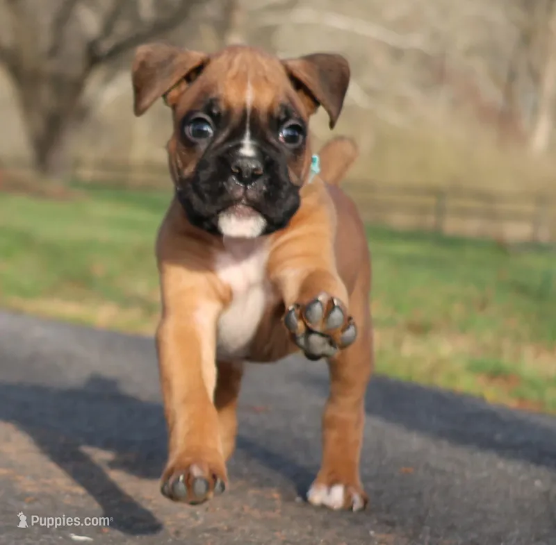 Baby Boy Blue – Boxer puppy for sale in Maysville, GA