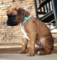 Baby Boy Blue, a male Boxer for sale in Maysville, GA – Photo 6 of 6