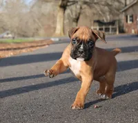 Baby Boy Blue, a male Boxer for sale in Maysville, GA – Photo 3 of 6