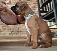 Baby Boy Blue, a male Boxer for sale in Maysville, GA – Photo 5 of 6