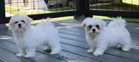 Bingo, a male Maltese for sale in Maysville, GA – 5 of 5