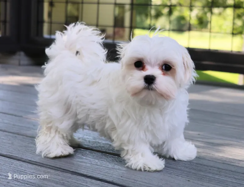 Bingo – Maltese puppy for sale in Maysville, GA
