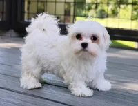 Bingo, a male Maltese for sale in Maysville, GA – 1 of 5