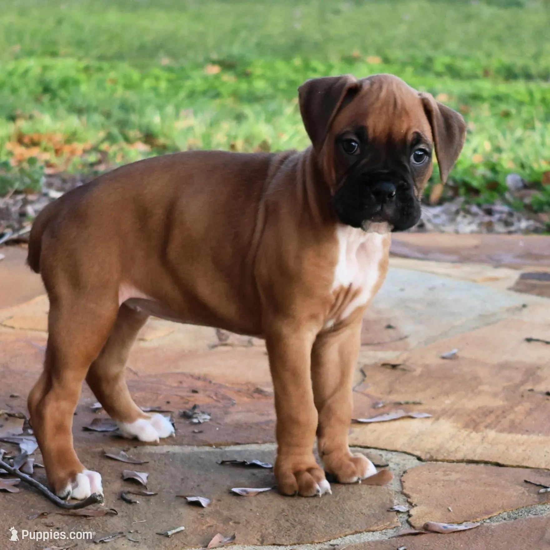 Baby Girl , a female Boxer for sale in Maysville, GA – Photo 3 of 5