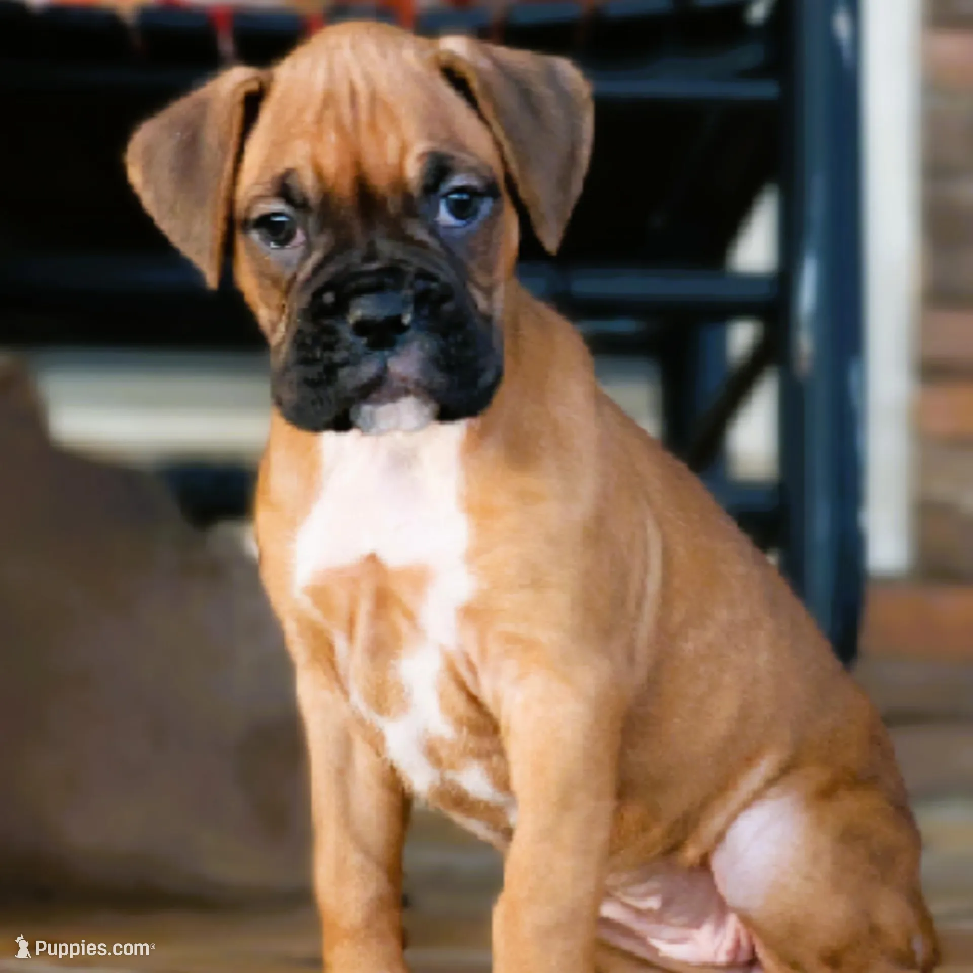 Baby Girl  – Boxer puppy for sale in Maysville, GA