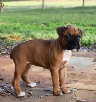 Baby Girl , a female Boxer for sale in Maysville, GA – Photo 4 of 5