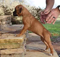 Baby Girl , a female Boxer for sale in Maysville, GA – Photo 5 of 5