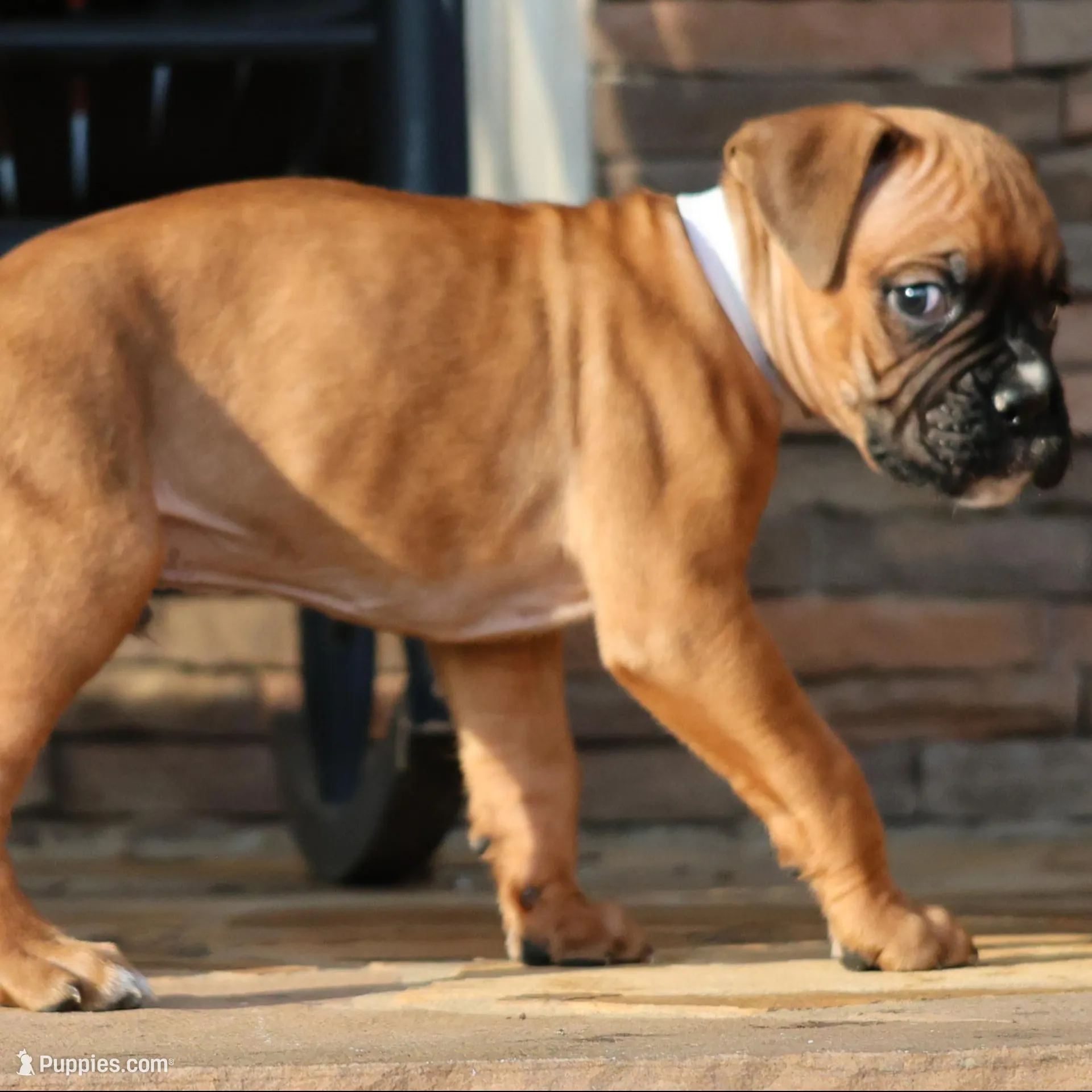 Baby Boy White, a male Boxer for sale in Maysville, GA – Photo 4 of 5
