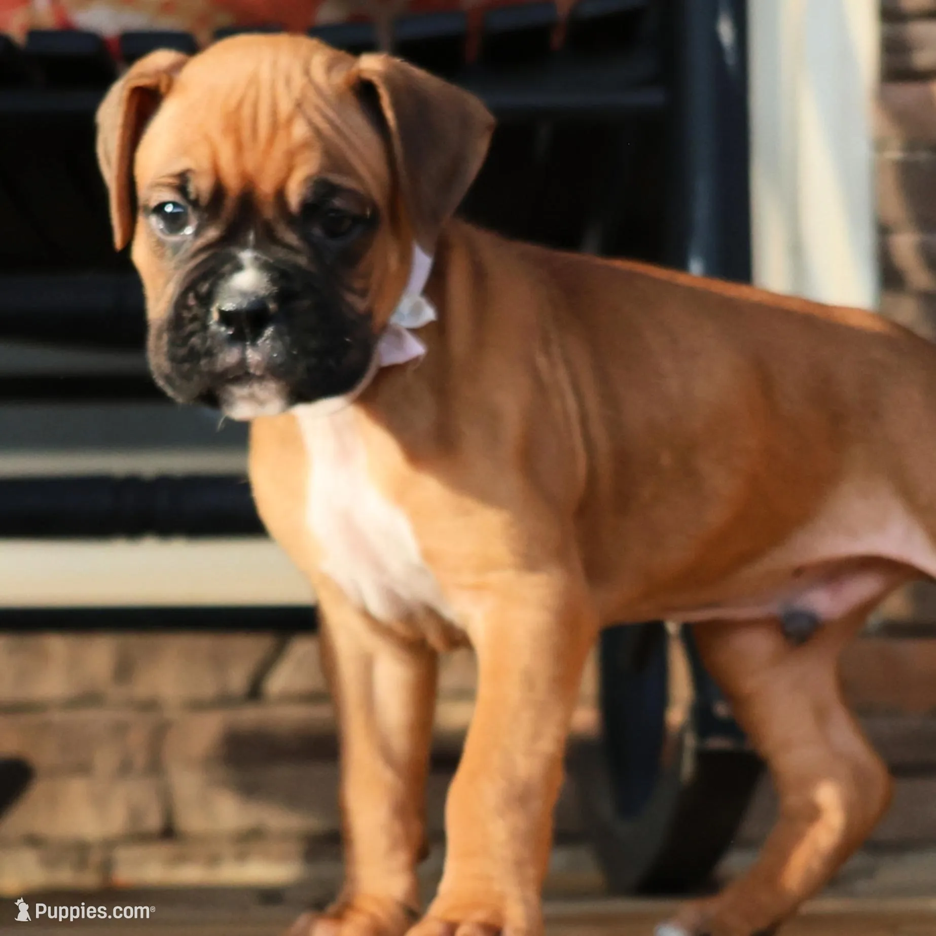 Baby Boy White, a male Boxer for sale in Maysville, GA – Photo 5 of 5