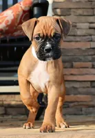 Baby Boy White, a male Boxer for sale in Maysville, GA – Photo 3 of 5