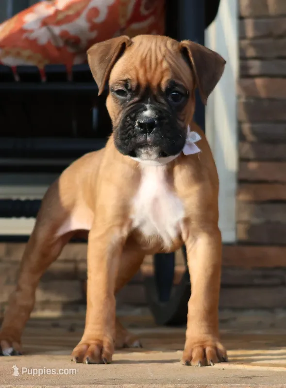 Baby Boy White – Boxer puppy for sale in Maysville, GA