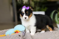 Jenny, a female Pembroke Welsh Corgi for sale in Winesburg, OH – Photo 2 of 5