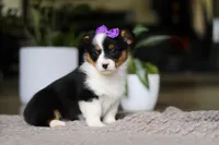 Jenny, a female Pembroke Welsh Corgi for sale in Winesburg, OH – Photo 4 of 5