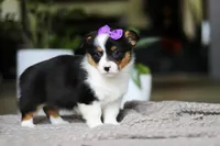 Jenny, a female Pembroke Welsh Corgi for sale in Winesburg, OH – Photo 5 of 5