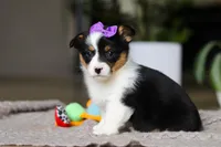 Jenny, a female Pembroke Welsh Corgi for sale in Winesburg, OH – Photo 3 of 5