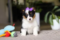 Jenny, a female Pembroke Welsh Corgi for sale in Winesburg, OH – Photo 1 of 5