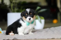 Clark, a male Pembroke Welsh Corgi for sale in Winesburg, OH – Photo 4 of 7