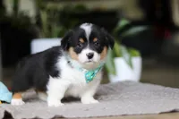 Clark, a male Pembroke Welsh Corgi for sale in Winesburg, OH – Photo 5 of 7