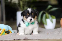 Clark, a male Pembroke Welsh Corgi for sale in Winesburg, OH – Photo 2 of 7