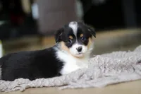 Clark, a male Pembroke Welsh Corgi for sale in Winesburg, OH – Photo 6 of 7