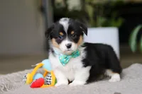 Clark, a male Pembroke Welsh Corgi for sale in Winesburg, OH – Photo 7 of 7