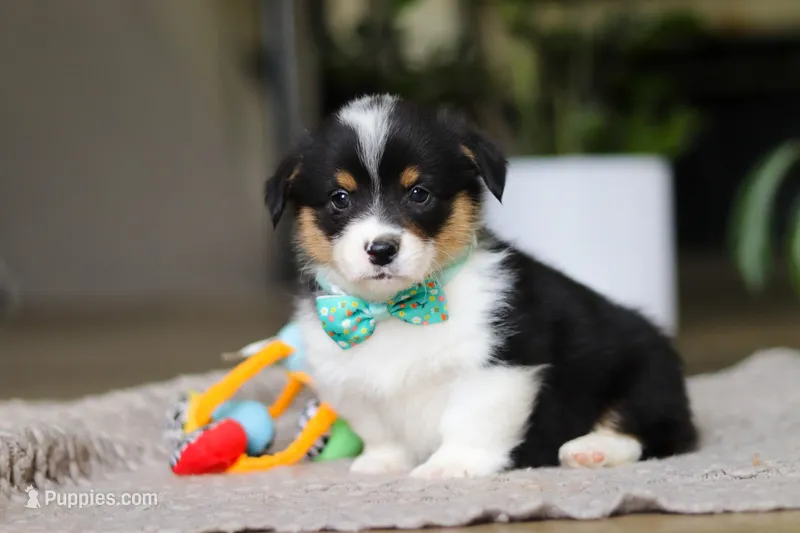 Clark – Pembroke Welsh Corgi puppy for sale in Winesburg, OH