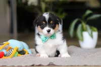 Clark, a male Pembroke Welsh Corgi for sale in Winesburg, OH – Photo 3 of 7