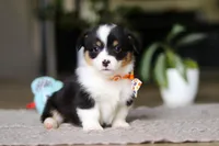 Benson, a male Pembroke Welsh Corgi for sale in Winesburg, OH – Photo 3 of 5