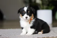 Benson, a male Pembroke Welsh Corgi for sale in Winesburg, OH – Photo 2 of 5