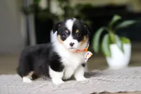 Benson, a male Pembroke Welsh Corgi for sale in Winesburg, OH – Photo 4 of 5