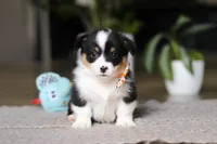 Benson, a male Pembroke Welsh Corgi for sale in Winesburg, OH – Photo 1 of 5
