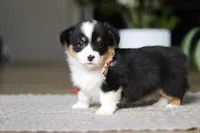 Benson, a male Pembroke Welsh Corgi for sale in Winesburg, OH – Photo 5 of 5