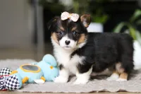Ava, a female Pembroke Welsh Corgi for sale in Winesburg, OH – Photo 5 of 6