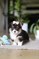 Ava, a female Pembroke Welsh Corgi for sale in Winesburg, OH – Photo 1 of 6