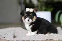 Ava, a female Pembroke Welsh Corgi for sale in Winesburg, OH – Photo 2 of 6