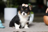 Ava, a female Pembroke Welsh Corgi for sale in Winesburg, OH – Photo 4 of 6