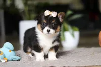 Ava, a female Pembroke Welsh Corgi for sale in Winesburg, OH – Photo 6 of 6