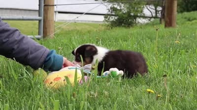 Ace, a male Pembroke Welsh Corgi for sale in Winesburg, OH – 6 of 6