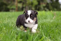 Marley, a male Pembroke Welsh Corgi for sale in Winesburg, OH – 9 of 10