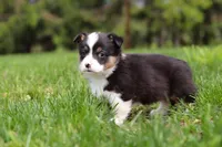 Marley, a male Pembroke Welsh Corgi for sale in Winesburg, OH – 7 of 10
