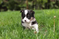 Marley, a male Pembroke Welsh Corgi for sale in Winesburg, OH – 2 of 10