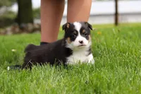 Marley, a male Pembroke Welsh Corgi for sale in Winesburg, OH – 6 of 10